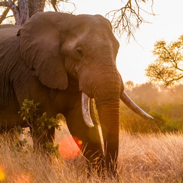 South Africa and Mauritius: Island vibes and glamping