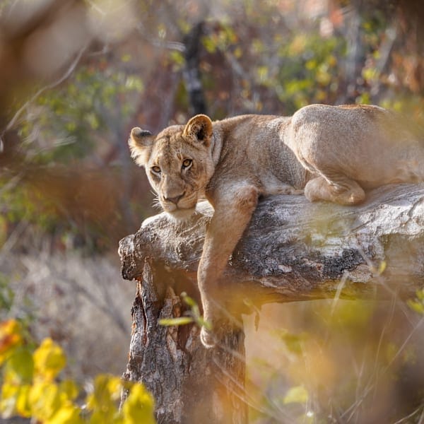 South Africa road trip: Wild glamping and Kruger safari